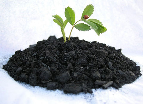 biochar for soil