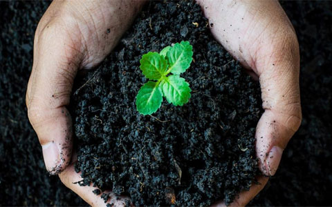 humic acid application